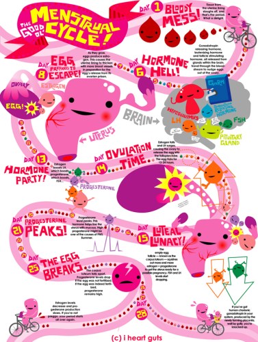 menstrual-cycle-iheartguts2