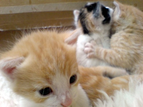 three_kittens