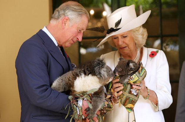 koalas