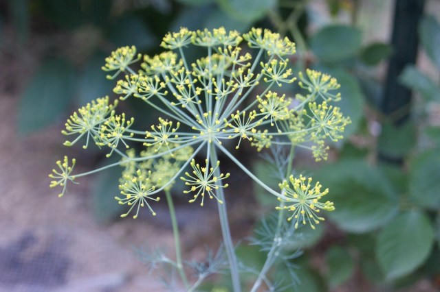 It's like a delicious dandelion that won't make your allergies act up via The Kitchen is My Playground