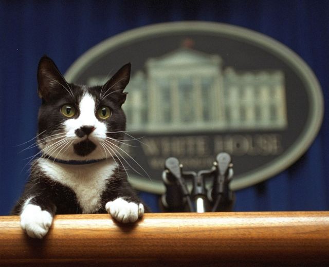 Socks delivering a briefing.