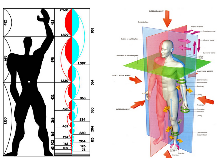 Left: Le Corbusier's "Modulator" design created in the 1940s to set standards for the human body in architecture and mechanical design."Human" here is presented as a 1.75 meter man. Right: The 70kg male body is often used as a standard reference model in anatomical textbooks. The 2004 edition of Gray's Anatomy details anatomical features using the male body, showing female bodies only to show where they deiate from males, especially in primary and secondary sexual characteristics.