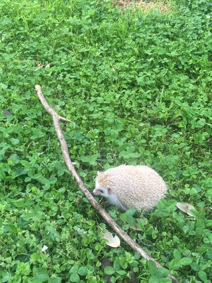 hedgehod