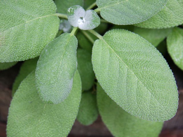Sage leaves