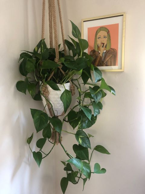 riese's plant, margot