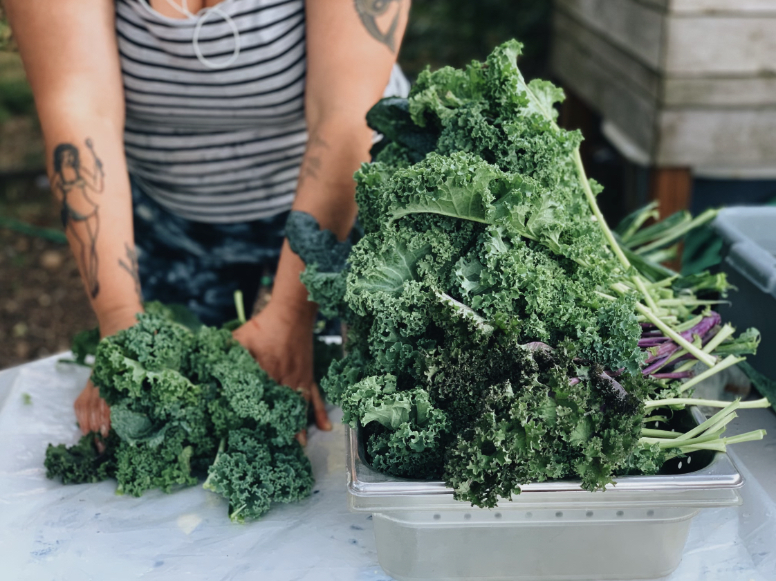 a white woman stands behind a table harvesting a huge pile of green kale