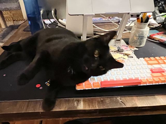 dobby laying on heather's keyboard