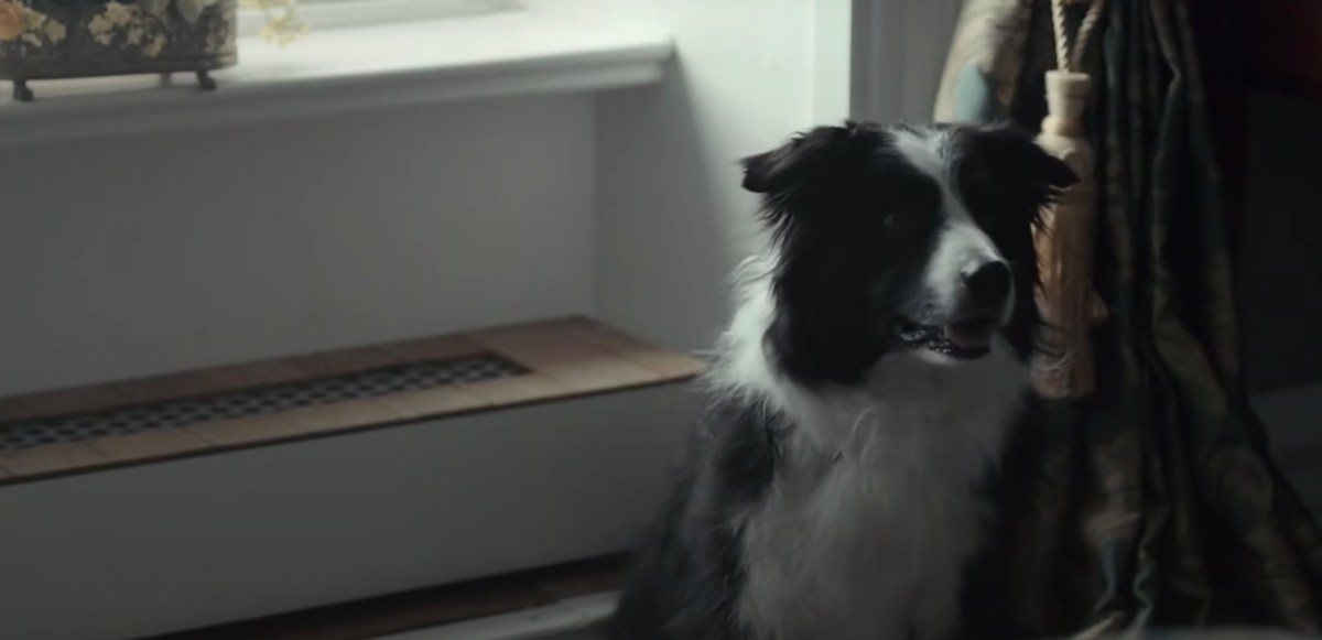 cute doggo in "The Lobster"