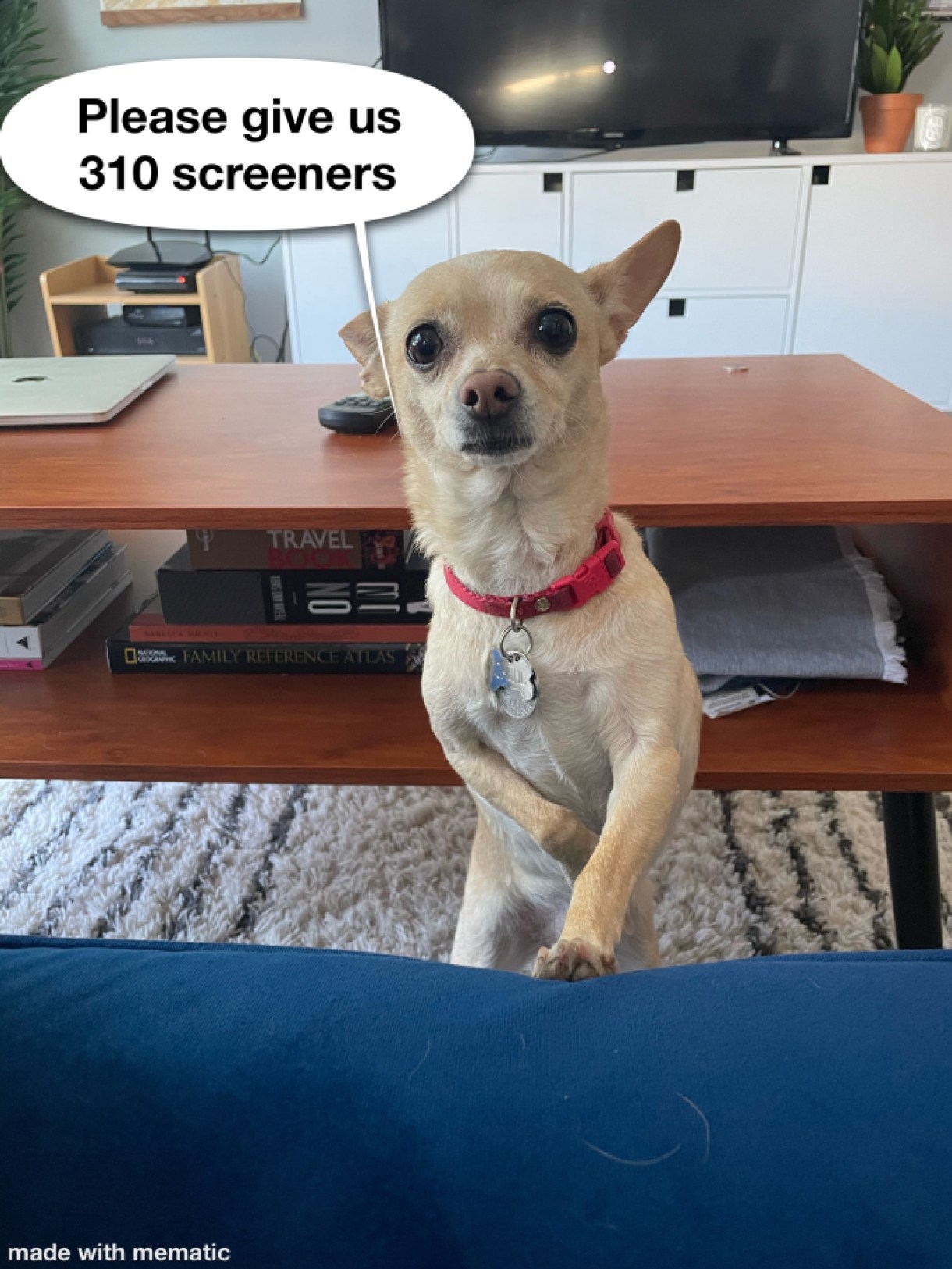 an image of carol the chihuahua looking pleadingly up at the viewer, a speech bubble next to her that says "please give us 310 screeners"